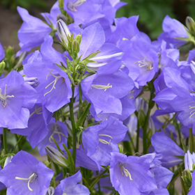 Plant Photo 9