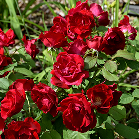 Plant Photo 8
