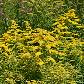 Plant Photo 8