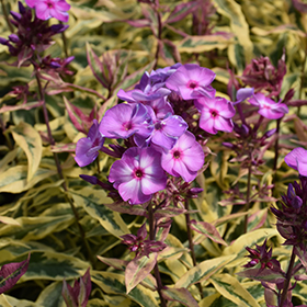 Plant Photo 3