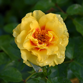 Plant Photo 8