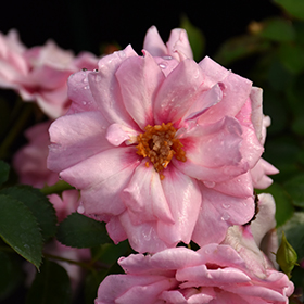 Plant Photo 6