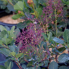 Plant Photo 6