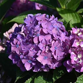 Plant Photo 10