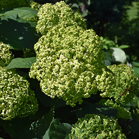 Plant Photo 1