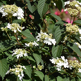Plant Photo 1