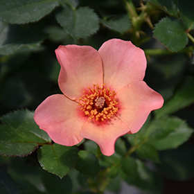 Plant Photo 7