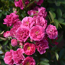 Plant Photo 8