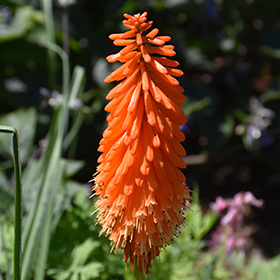 Plant Photo 4