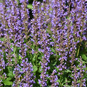 Plant Photo 4