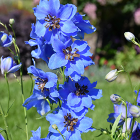 Plant Photo 10