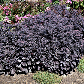 Plant Photo 1