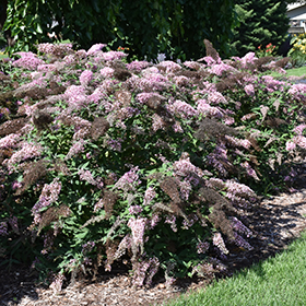 Plant Photo 10