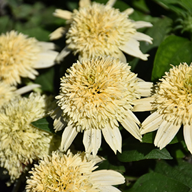 Plant Photo 8