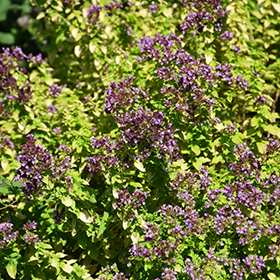 Plant Photo 8