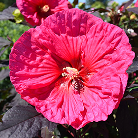 Plant Photo 6
