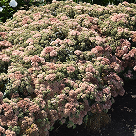 Plant Photo 7
