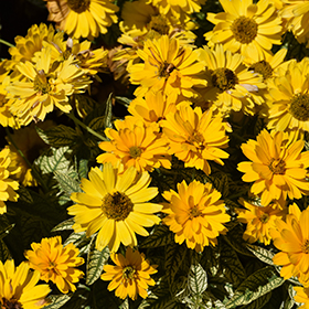 Plant Photo 5