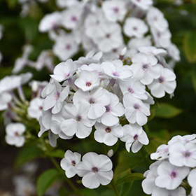 Plant Photo 6