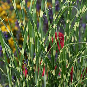 Plant Photo 7