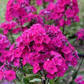 Plant Photo 3
