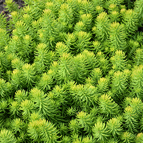 Plant Photo 8