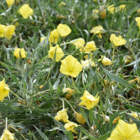Plant Photo 6