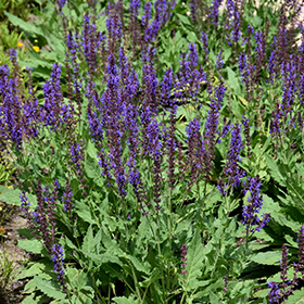 Plant Photo 5
