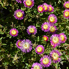 Plant Photo 7