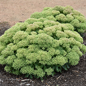 Plant Photo 4