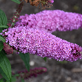 Plant Photo 2