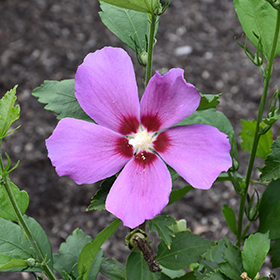 Plant Photo 3