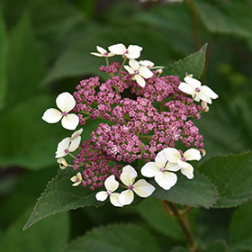 Plant Photo 2