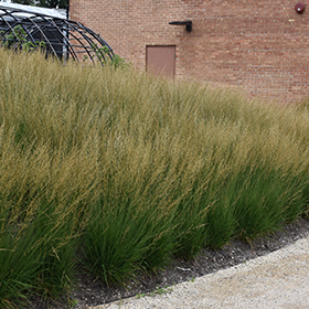 Plant Photo 9