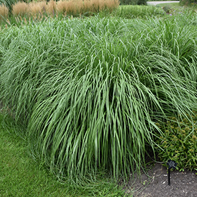 Plant Photo 4