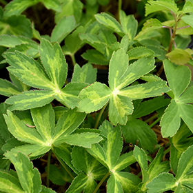 Plant Photo 4