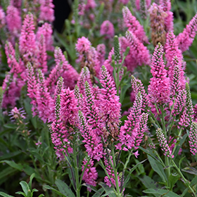 Plant Photo 9