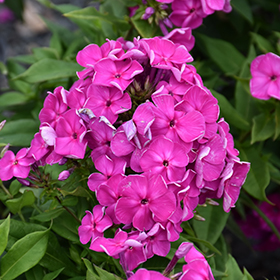 Plant Photo 4