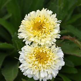 Plant Photo 2