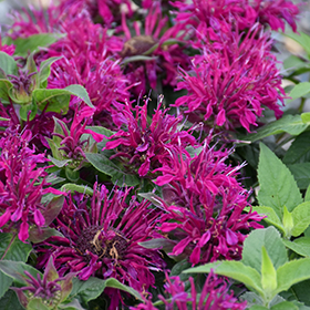 Plant Photo 5