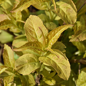 Plant Photo 5