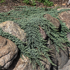 Plant Photo 2