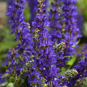 Plant Photo 5