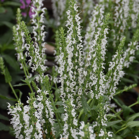 Plant Photo 7