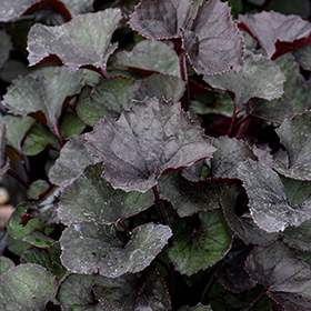 Plant Photo 6