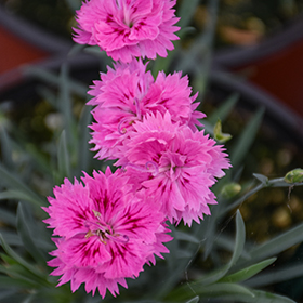 Plant Photo 5