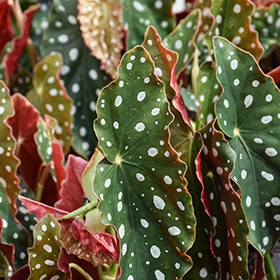 Plant Photo 4