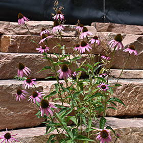 Plant Photo 4
