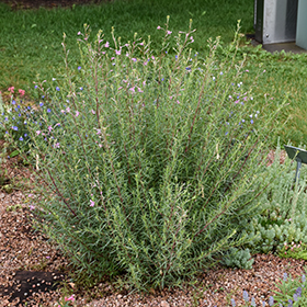 Plant Photo 6