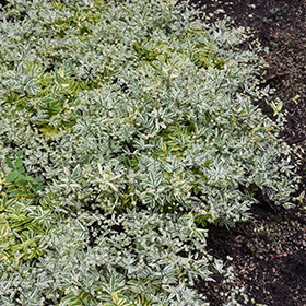 Plant Photo 8